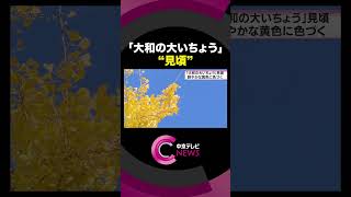 【樹齢101年】 愛知県豊川市の「大和の大いちょう」 鮮やかに色づき見頃を迎える #shorts