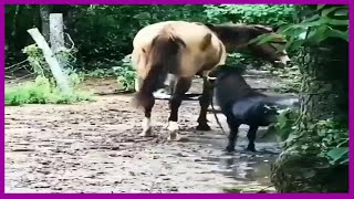 Funny Horses Show Strength Try Not To Laugh It's Really The Most Powerful Funny Horse Video #7