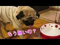 「ごはん」と言う言葉にしか反応しないパグ犬ぷぅ　dog puppy