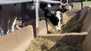 Simple And Sustainable: A Single Ingredient to Slash Dairy Cow Methane Emissions in Half