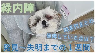 緑内障シーズー　発見～失明までの１週間【時系列説明、反省点】