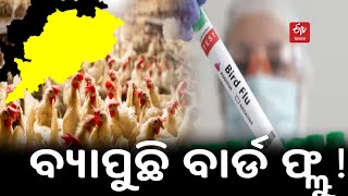 Birdflu - ପିପିଲି ପରେ ସତ୍ୟବାଦୀରେ ବାର୍ଡ ଫ୍ଲୁ ଟେନସନ