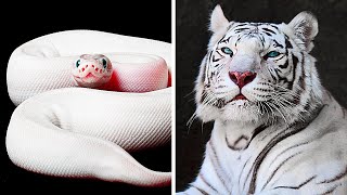 White Tigers Aren't Albino and 69 Facts Over Myths We All Believe