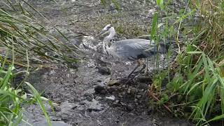 歩き出すアオサギGrey heron（青鷺、蒼鷺、Ardea cinerea）鳥綱ペリカン目サギ科アオサギ属　【野鳥図鑑】DSCN6392