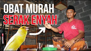 Mengobati Kenari Serak Menggunakan Obat Herbal | 100% AMAN