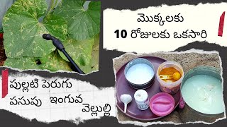 Sour Curd Pesticide for all plants || పుల్లటి పెరుగు మొక్కలన్నిటికి 10 రోజులకు ఒకసారి ఇవ్వాలి