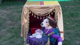 Passaic County's Paws in The Park 2022