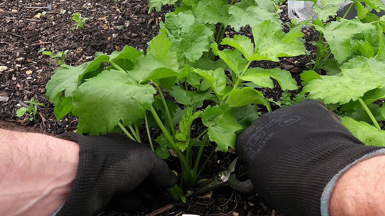 Update 11 Parsnip Seedlings Thinning Parsnips Youtube