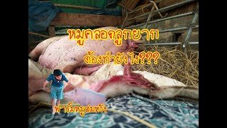 หมูคลอดยากต้องทำอย่างไร?????