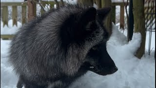 Blind fox experiences snow for the first time!