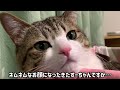 猫のうなぎくんの裏の顔が怖すぎる…。vol.452