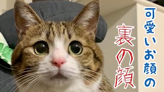 猫のうなぎくんの裏の顔が怖すぎる…。vol.452