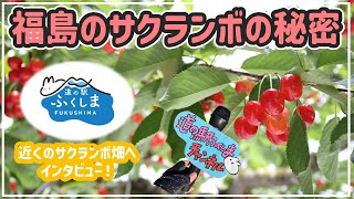 【生産者紹介】福島のサクランボの秘密