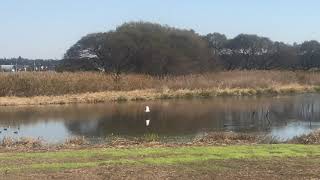 2021年11月15日群馬県邑楽町ガバ沼