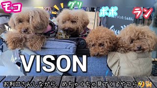 【生まれつき両目が見えない犬】盲目ラン率いる『ヨンレンジャイ』でヴィソン行ってきた！