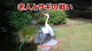 鷺(サギ)が池の魚を襲う　対抗する老人