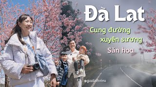Nha Trang đi Đà Lạt qua đèo Khánh Lê: Cái duyên gặp Mai Anh Đào rực rỡ