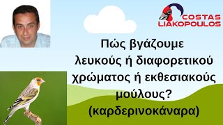 Πώς βγάζουμε λευκούς ή διαφορετικού χρώματος ή εκθεσιακούς μούλους (καρδερινοκάναρα)