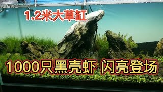 草缸里除藻控藻，黑壳虾大军不能少！这次心疼了，1000条小生命？