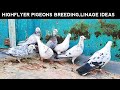 HIGHFLYER PIGEONS BREEDING, LINAGE IDEAS AND TIPS