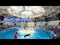 [品川 水族館 ]-Maxell Aqua Park in Shinagawa - Dolphin show