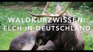 Kommt der Elch zurück? Waldkurzwissen