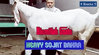 Heavy SOJAT Goat at Bismillah Goats Surat || Eid 2023