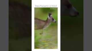 Kangaroo drops her baby to distract wolf