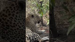 Beautiful Male Adult Leopard