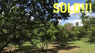 Vlog318: 1500 SQM FARM LOT WITH MOUNTAIN VIEW FOR SALE IN LIPA CITY PHILIPPINES