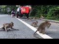 So Very Worry Little  Wild Monkey Group Running Play On The Way