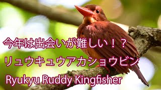 【今年は出会いが難しい！？】リュウキュウアカショウビン Ryukyu Ruddy Kingfisher