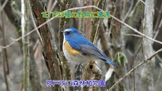 神戸市立森林植物園の野鳥　1日で23種