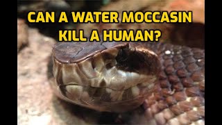 Can A Water Moccasin Kill A Human?