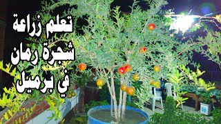 سر اهمية اضافة الفوسفور والبوتاسيوم لشجرة الرمان للحصول علي انتاج وفير : Pomegranate Tree