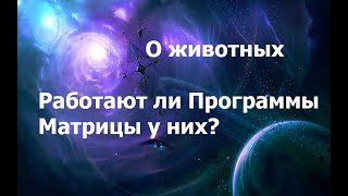 О животных. Работают ли у них программы?  22.01.2025