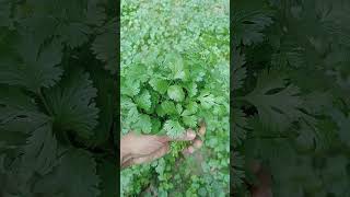 Fresh Coriander #foryou #heart #food #farming #motivation #nature #shortvideo #shorts #short #reels