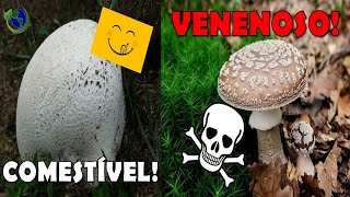 🍄 DESCUBRA 10 COGUMELOS COMESTÍVEIS E OS QUE PODEM TE MATAR