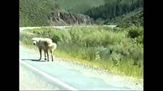 AFV Great Pyrenees.wmv