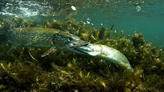 Pike Eats Pike Cannibal Predator Attack Caught On Camera
