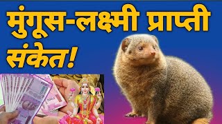 मुंगूस दिसणे शुभ अशुभ संकेत | Mungus Disne Shubh Ashubh Sanket | Mongoose