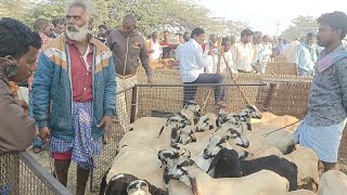 సాదుడు పొట్టేలు!! ధరలు పెబ్బేరు మార్కెట్!!pebbeir market!!sheep prices!!