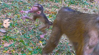 Baby monkey Lily jumps in air to mama, but Libby move fast