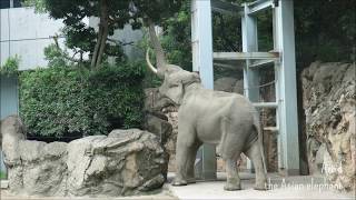 アジアゾウのアティ「とれるかな？」＠上野動物園 / Artid the Asian elephant \