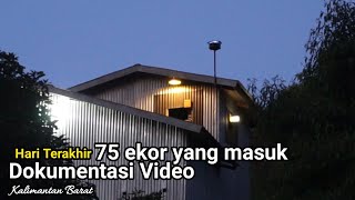 YANG MASIH BERTAHAN KURANG LEBIH 75 EKOR BURUNG