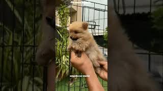 MiNi Pomeranian puppies available ph; 9951784229 👉For more puppies subscribe our channel