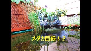 【メダカ大好き！No.030】ベランダビオトープ A box style Biotope めだか目線？