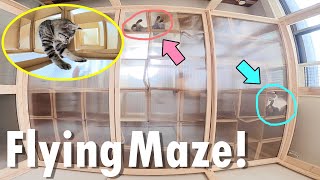 DIY Flying cat maze! Looking up at cat paw