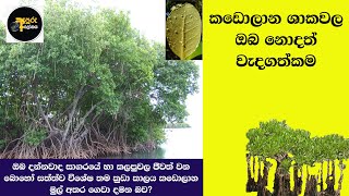 කඩොලාන ශාකවල ඔබ නොදත් වැදගත්කම | The importance of mangroves that you may not know | Mangroves