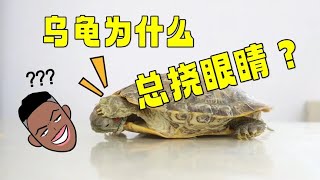 乌龟为什么总挠眼睛还治不好？全网最详细原因分析及处理方法！